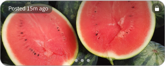 Watermelon Seedless x6